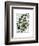 Squash Vine 4-Fab Funky-Framed Art Print