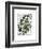 Squash Vine 4-Fab Funky-Framed Art Print