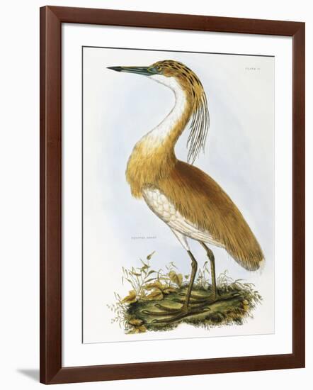 Squated Heron-Prideaux Selby-Framed Giclee Print