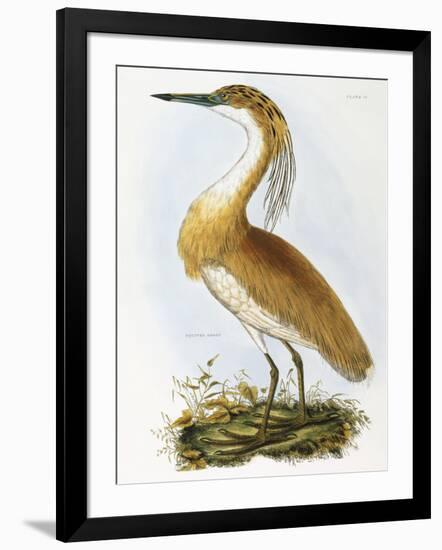 Squated Heron-Prideaux Selby-Framed Giclee Print