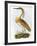 Squated Heron-Prideaux Selby-Framed Giclee Print