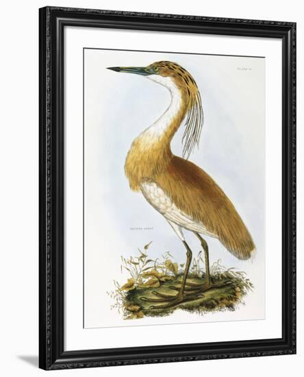 Squated Heron-Prideaux Selby-Framed Giclee Print