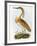 Squated Heron-Prideaux Selby-Framed Giclee Print