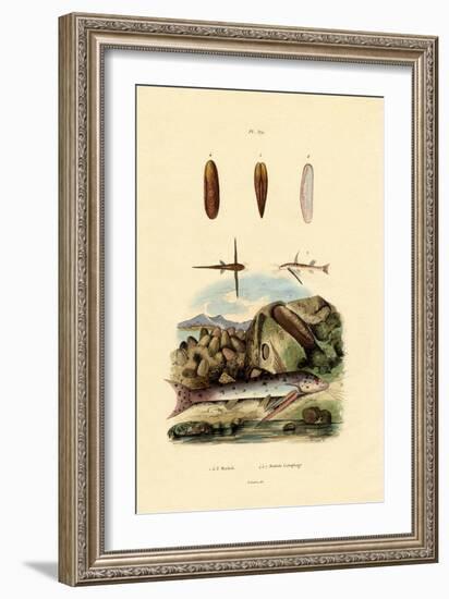 Squeaker, 1833-39-null-Framed Giclee Print