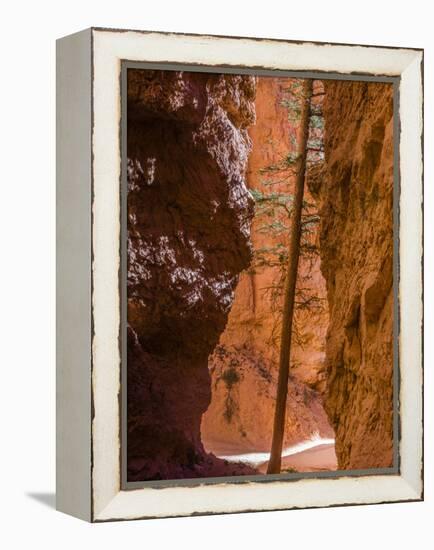 Squeezed Tree Growing at Wall Street, Bryce Canyon National Park, Utah, USA-Tom Norring-Framed Premier Image Canvas