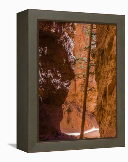 Squeezed Tree Growing at Wall Street, Bryce Canyon National Park, Utah, USA-Tom Norring-Framed Premier Image Canvas