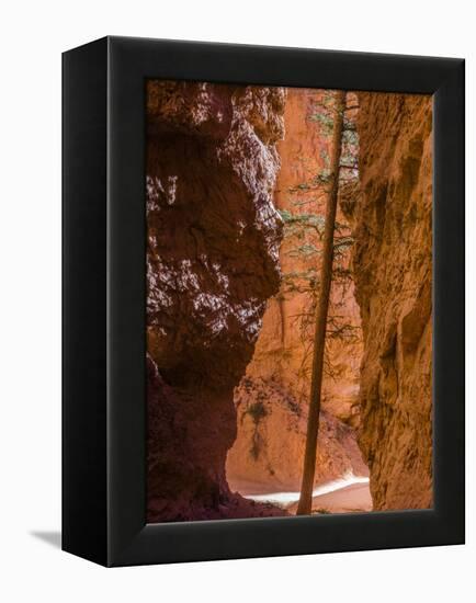 Squeezed Tree Growing at Wall Street, Bryce Canyon National Park, Utah, USA-Tom Norring-Framed Premier Image Canvas