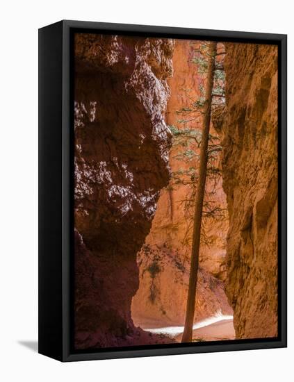 Squeezed Tree Growing at Wall Street, Bryce Canyon National Park, Utah, USA-Tom Norring-Framed Premier Image Canvas