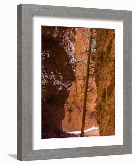 Squeezed Tree Growing at Wall Street, Bryce Canyon National Park, Utah, USA-Tom Norring-Framed Photographic Print