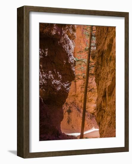 Squeezed Tree Growing at Wall Street, Bryce Canyon National Park, Utah, USA-Tom Norring-Framed Photographic Print