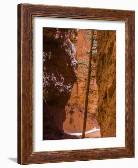 Squeezed Tree Growing at Wall Street, Bryce Canyon National Park, Utah, USA-Tom Norring-Framed Photographic Print