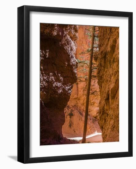 Squeezed Tree Growing at Wall Street, Bryce Canyon National Park, Utah, USA-Tom Norring-Framed Photographic Print