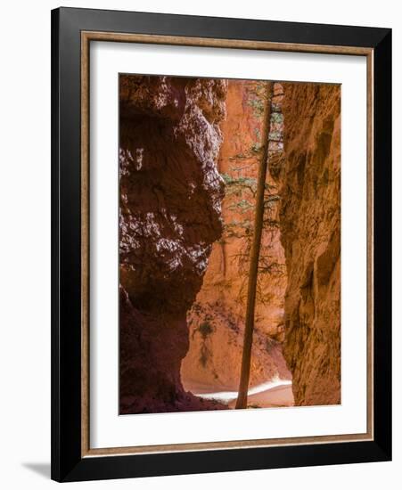 Squeezed Tree Growing at Wall Street, Bryce Canyon National Park, Utah, USA-Tom Norring-Framed Photographic Print