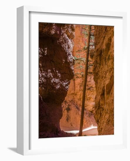 Squeezed Tree Growing at Wall Street, Bryce Canyon National Park, Utah, USA-Tom Norring-Framed Photographic Print