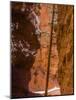 Squeezed Tree Growing at Wall Street, Bryce Canyon National Park, Utah, USA-Tom Norring-Mounted Photographic Print
