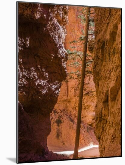 Squeezed Tree Growing at Wall Street, Bryce Canyon National Park, Utah, USA-Tom Norring-Mounted Photographic Print