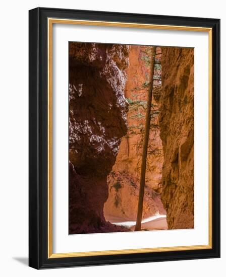 Squeezed Tree Growing at Wall Street, Bryce Canyon National Park, Utah, USA-Tom Norring-Framed Photographic Print