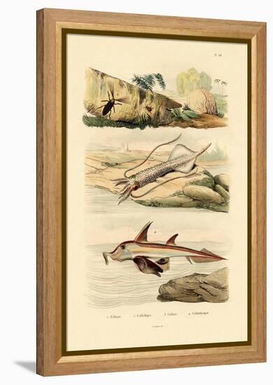 Squid, 1833-39-null-Framed Premier Image Canvas