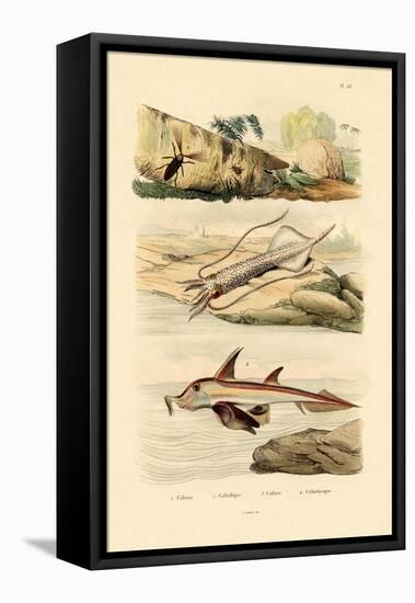 Squid, 1833-39-null-Framed Premier Image Canvas