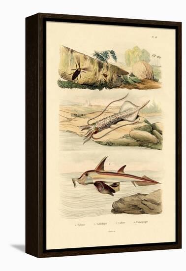 Squid, 1833-39-null-Framed Premier Image Canvas