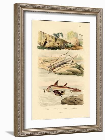 Squid, 1833-39-null-Framed Giclee Print