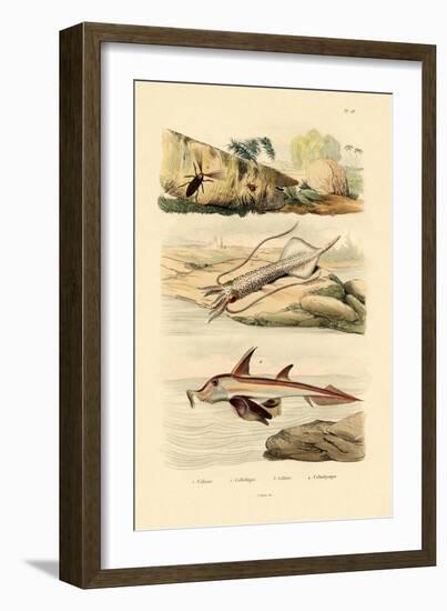 Squid, 1833-39-null-Framed Giclee Print