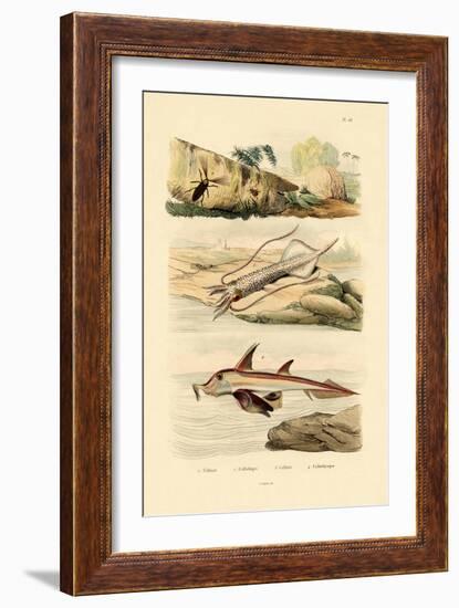 Squid, 1833-39-null-Framed Giclee Print