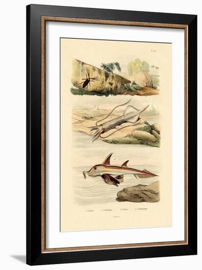 Squid, 1833-39-null-Framed Giclee Print