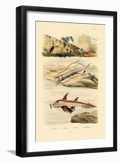 Squid, 1833-39-null-Framed Giclee Print