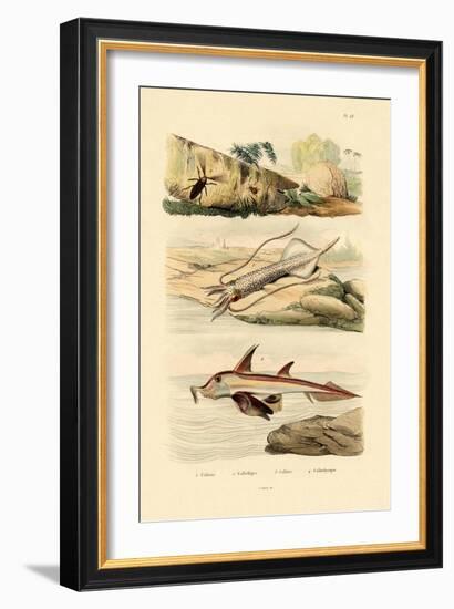 Squid, 1833-39-null-Framed Giclee Print