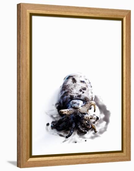 Squid in its Own Ink-Nicolas Lemonnier-Framed Premier Image Canvas