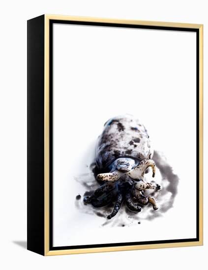 Squid in its Own Ink-Nicolas Lemonnier-Framed Premier Image Canvas