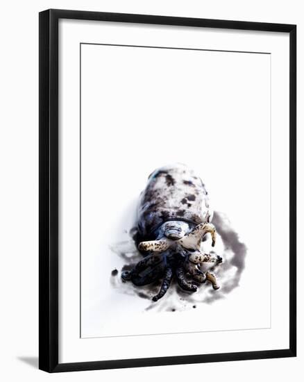 Squid in its Own Ink-Nicolas Lemonnier-Framed Photographic Print