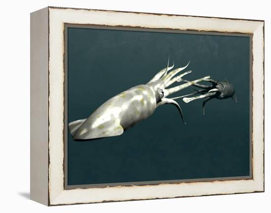 Squid Mating-Christian Darkin-Framed Premier Image Canvas