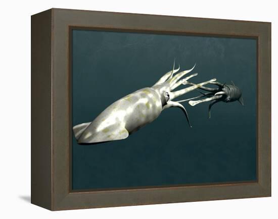 Squid Mating-Christian Darkin-Framed Premier Image Canvas