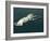 Squid Mating-Christian Darkin-Framed Photographic Print