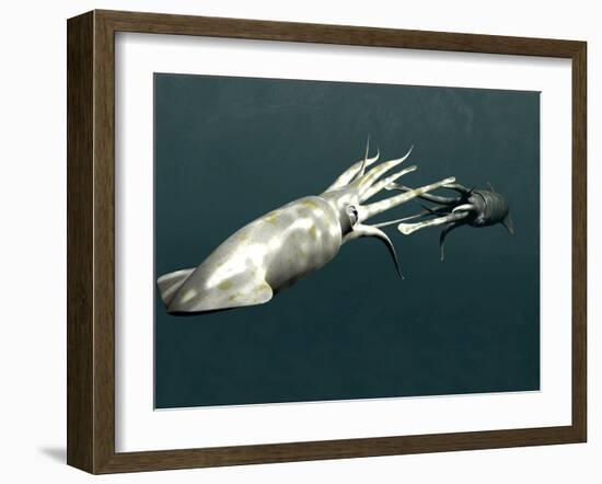 Squid Mating-Christian Darkin-Framed Photographic Print