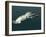 Squid Mating-Christian Darkin-Framed Photographic Print