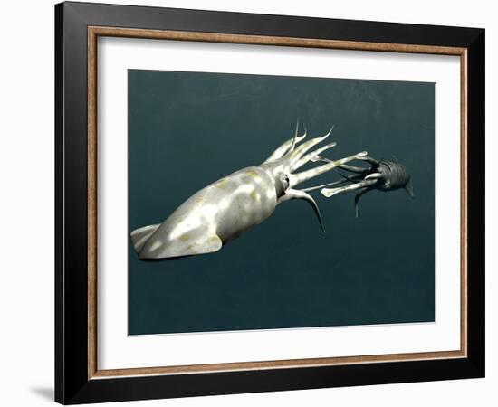 Squid Mating-Christian Darkin-Framed Photographic Print