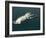 Squid Mating-Christian Darkin-Framed Photographic Print