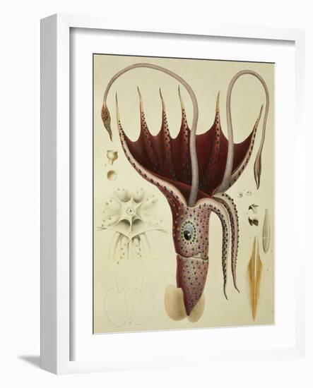 Squid, Pl.2 from "Histoire Naturelle Generale Et Particuliere Des Cephalopodes Acetabuliferes"-Antoine Chazal-Framed Giclee Print