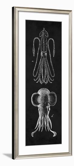 Squid Study-N. Harbick-Framed Art Print