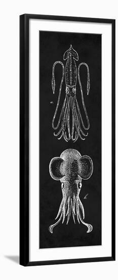 Squid Study-N. Harbick-Framed Art Print