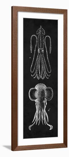 Squid Study-N. Harbick-Framed Art Print