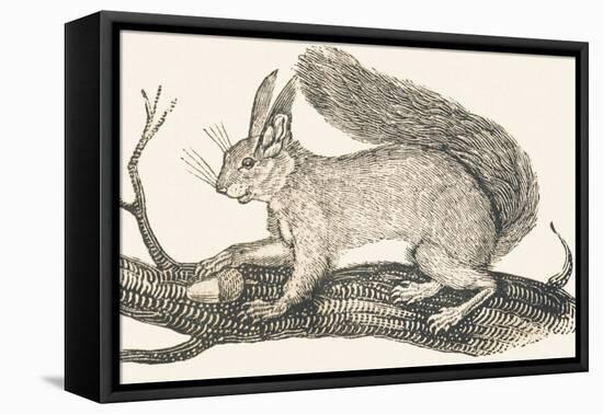 Squirrel, 1850 (Engraving)-Louis Simon (1810-1870) Lassalle-Framed Premier Image Canvas