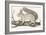 Squirrel, 1850 (Engraving)-Louis Simon (1810-1870) Lassalle-Framed Giclee Print