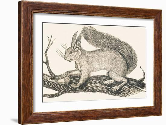 Squirrel, 1850 (Engraving)-Louis Simon (1810-1870) Lassalle-Framed Giclee Print