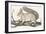 Squirrel, 1850 (Engraving)-Louis Simon (1810-1870) Lassalle-Framed Giclee Print