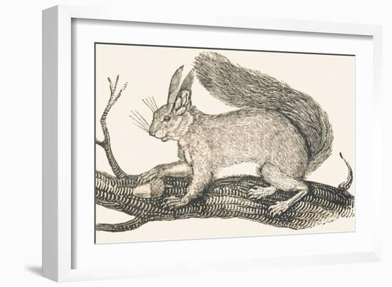 Squirrel, 1850 (Engraving)-Louis Simon (1810-1870) Lassalle-Framed Giclee Print