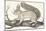 Squirrel, 1850 (Engraving)-Louis Simon (1810-1870) Lassalle-Mounted Giclee Print
